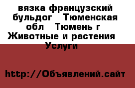 вязка французский бульдог - Тюменская обл., Тюмень г. Животные и растения » Услуги   